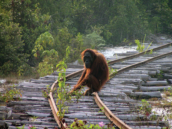 Orangutan-Extractive Industries