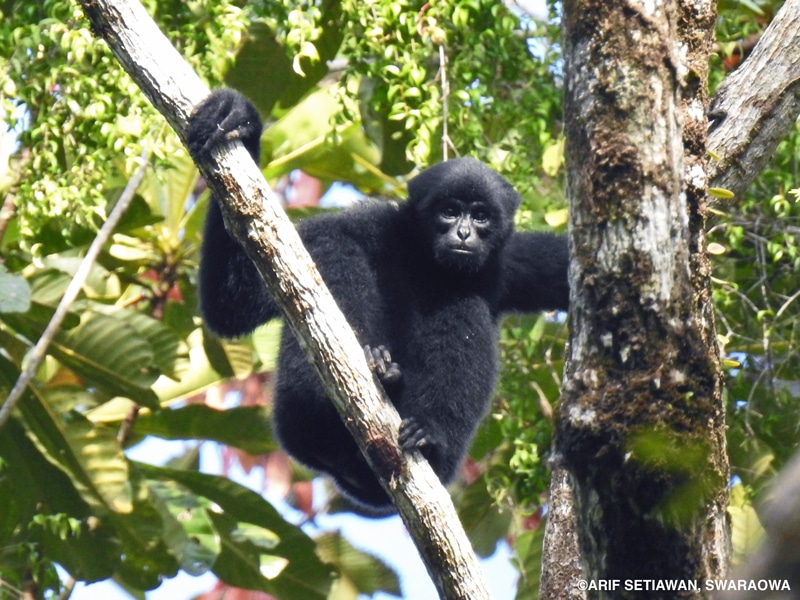 A black-furred gibbon sits in a tree.