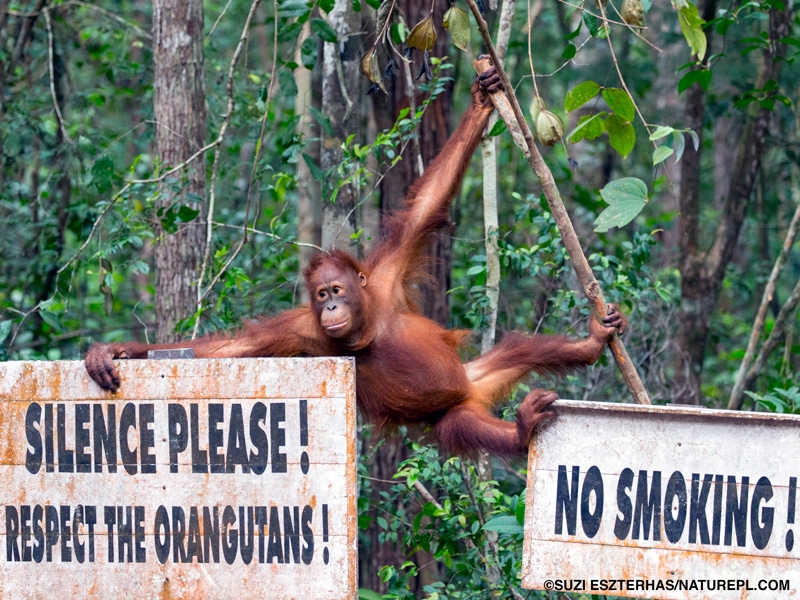 An orangutan near signs telling tourists not to smoke and to be quiet and respect the orangutans.