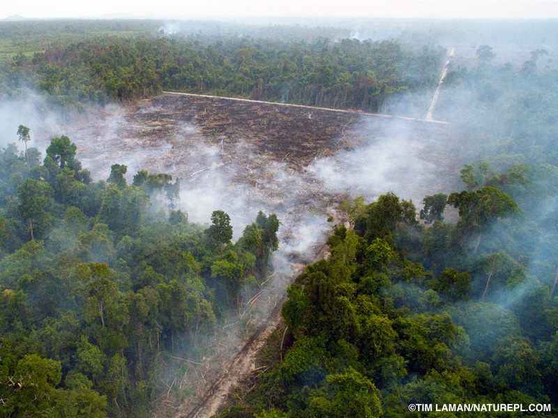 A forest with a patch of trees missing and smoke in the air.