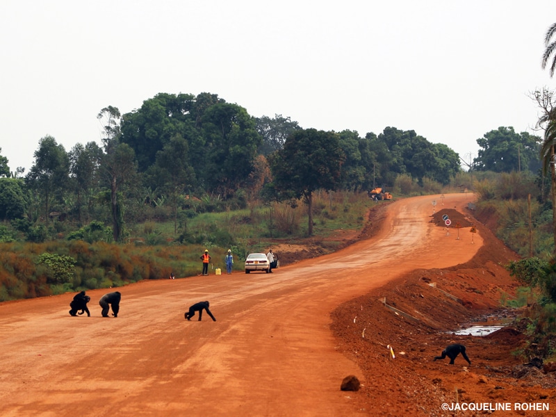 A group of chimpanzees crosses a dirt road cutting through a forest, with a group of construction workers, a car, and road work signs in the background.