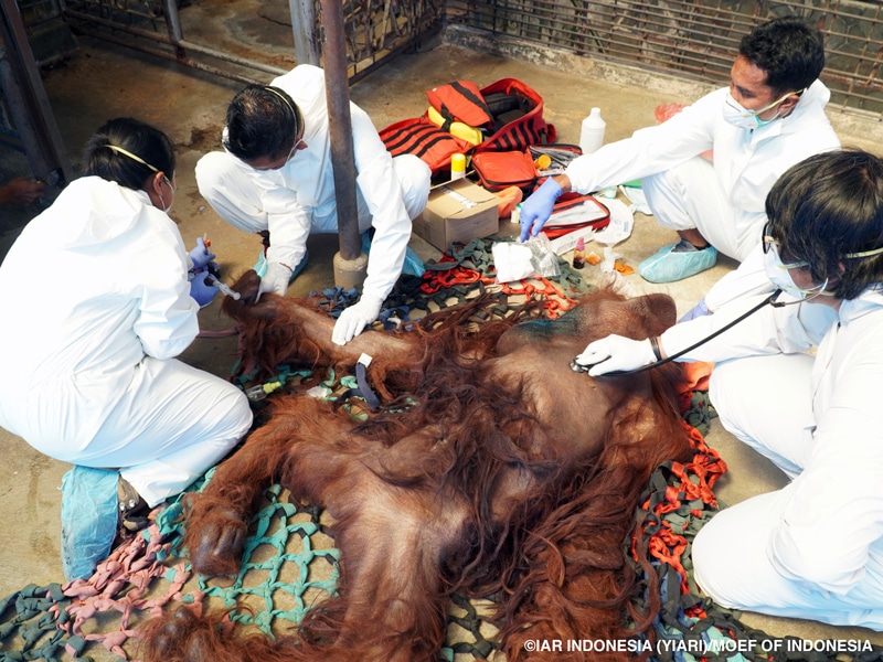 Four people wearing white medical scrubs, face masks and gloves crouch down over an orangutan lying on its back and take blood samples and listen to its heart with a stethoscope.