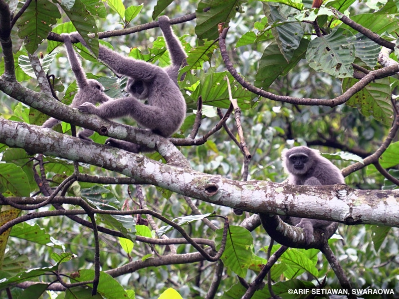 Three gray-furred gibbons, including one baby, in a tree.