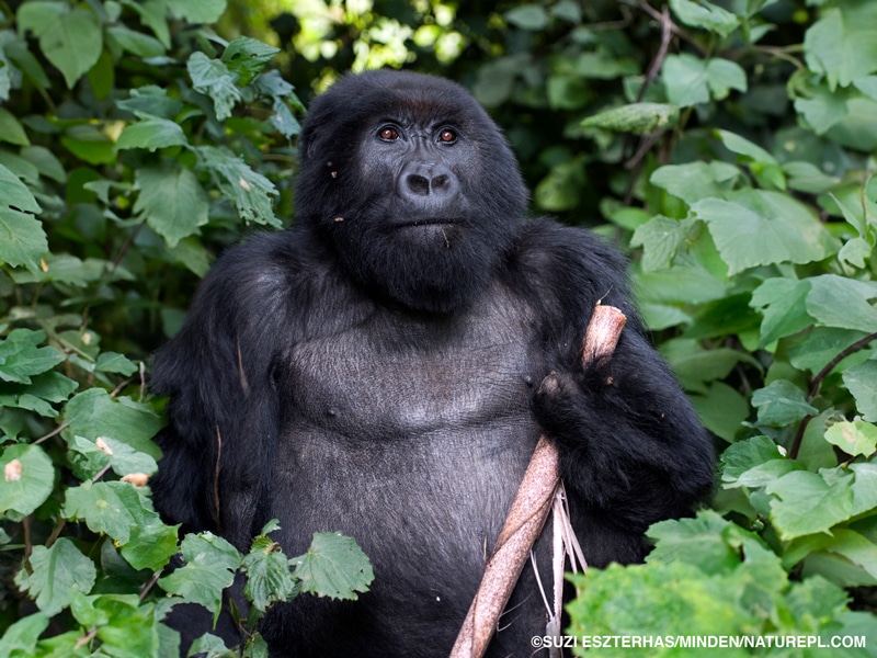A mountain gorilla with a missing hand from a snare injury holds a stick and looks at the camera.