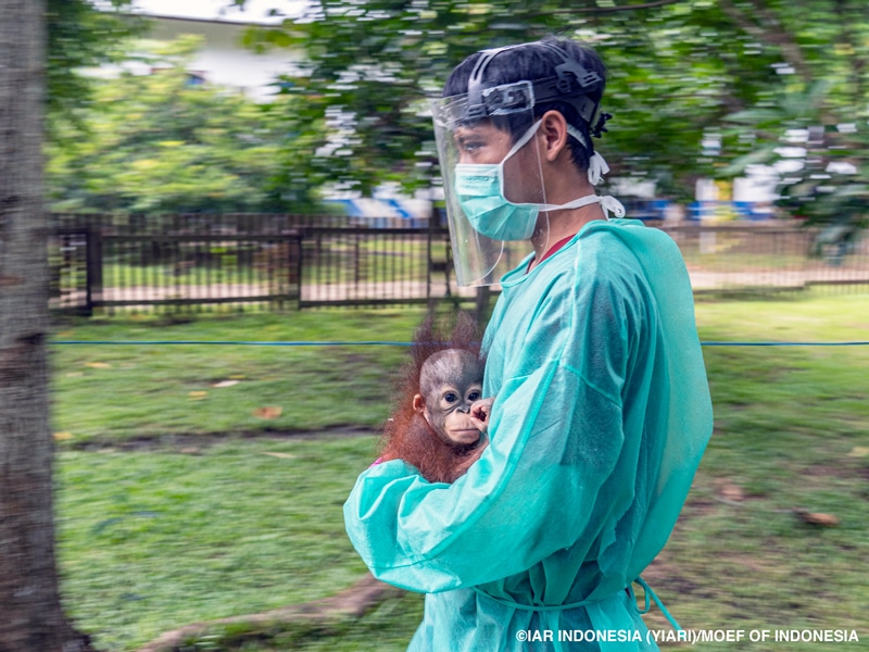 A veterinarian wearing medical scrubs, a face mask, and a face shield carries a baby orangutan.