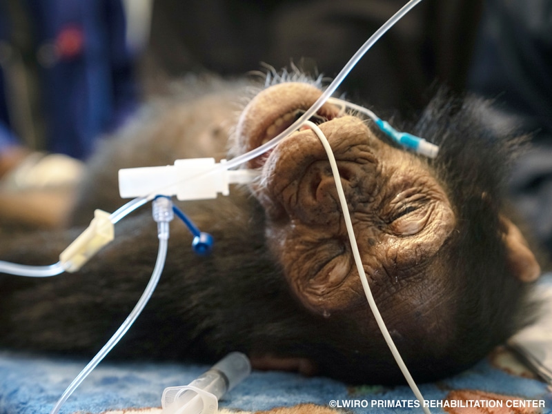 A young chimpanzee lying on its back with medical tubes in its mouth and eyes closed.