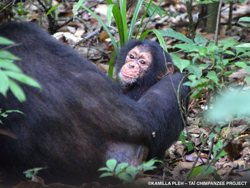 A baby chimpanzee with bumps on its face sits on leaves with an adult chimp's arm around it.