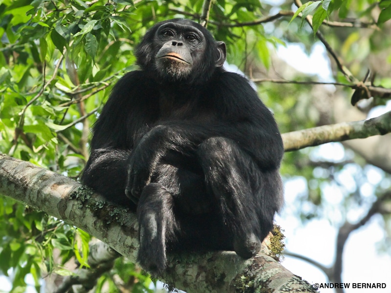 A chimpanzee with missing feet sits in a tree with arms crossed.