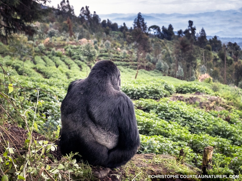 A silverback mountain gorilla sitting on a rock and looking at a valley past a potato crop.